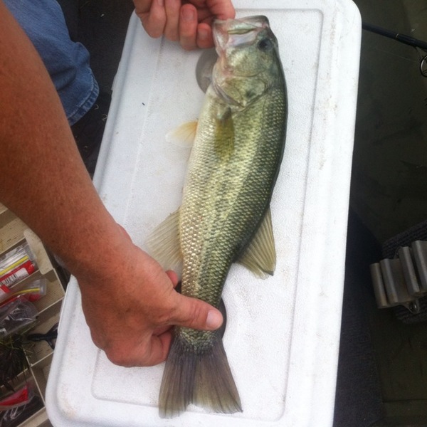 A photo of chad_c's catch