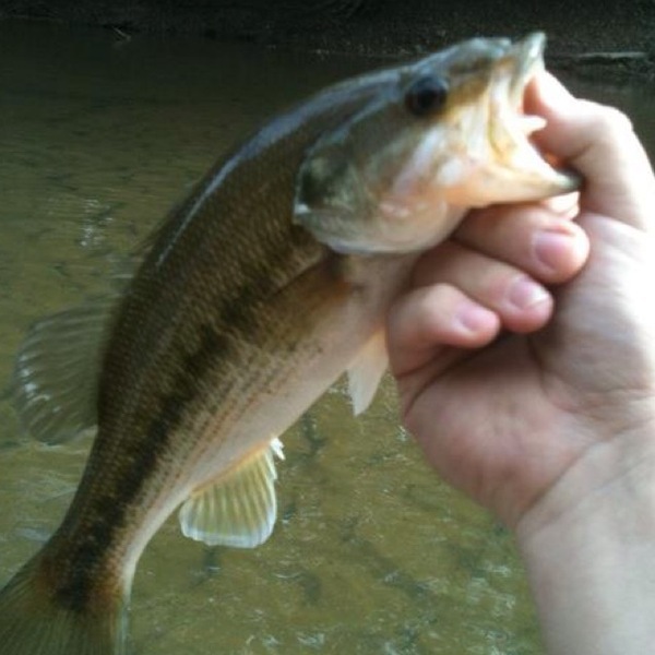 A photo of Derek Pinkerman's catch