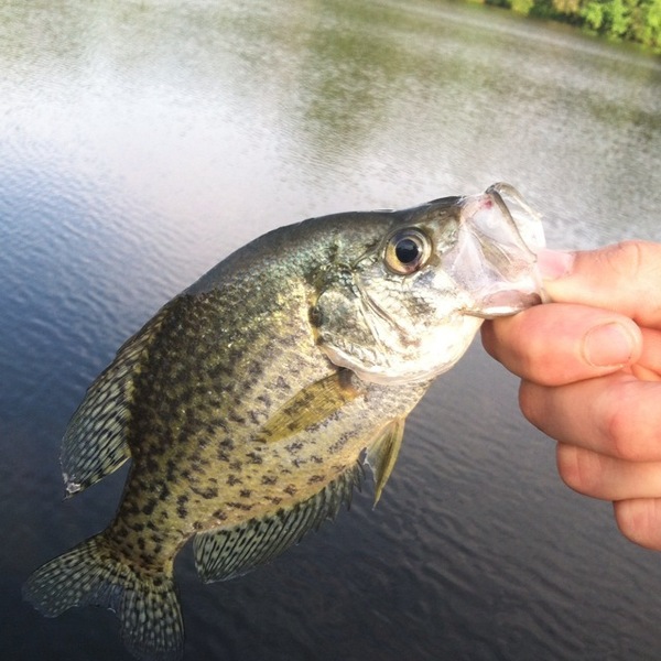 A photo of Rembold89's catch