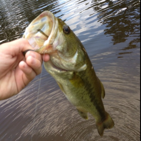 A photo of Ryan Zimmerman's catch