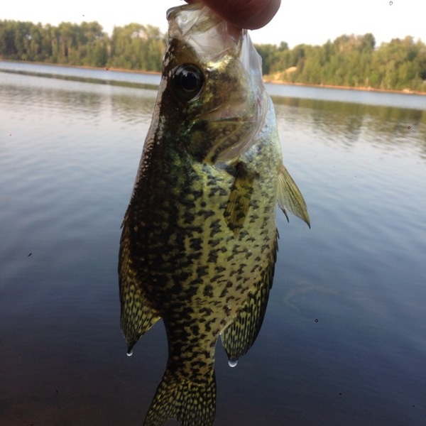 A photo of nick vojtek's catch