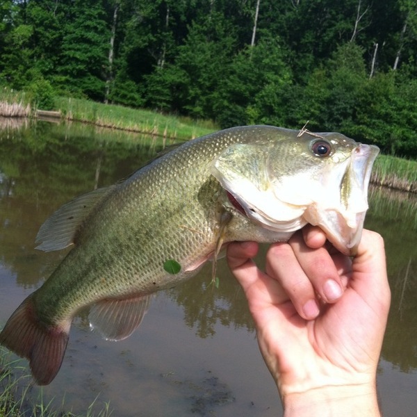 A photo of Rembold89's catch
