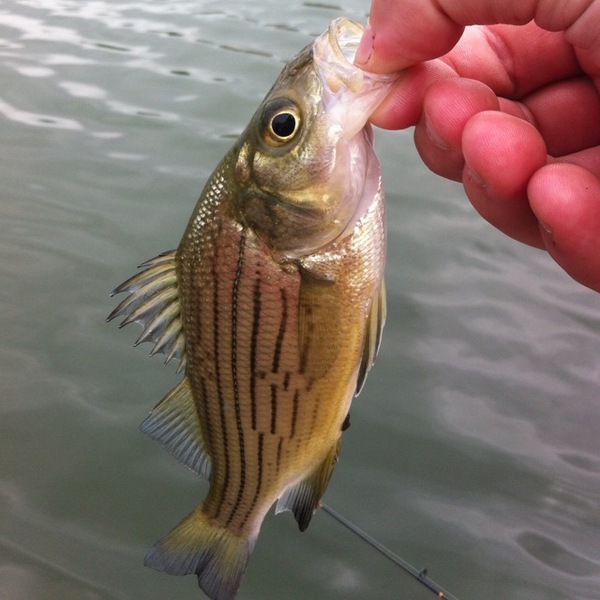 A photo of jclaff's catch