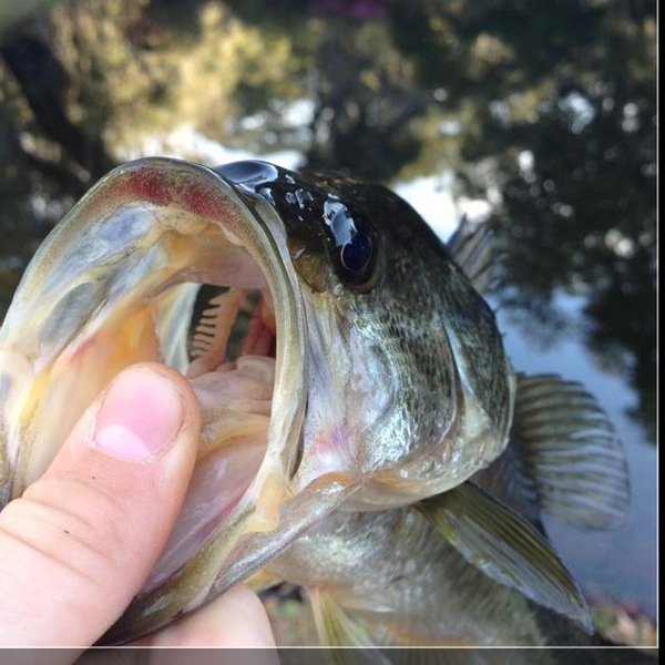 A photo of brecken9's catch