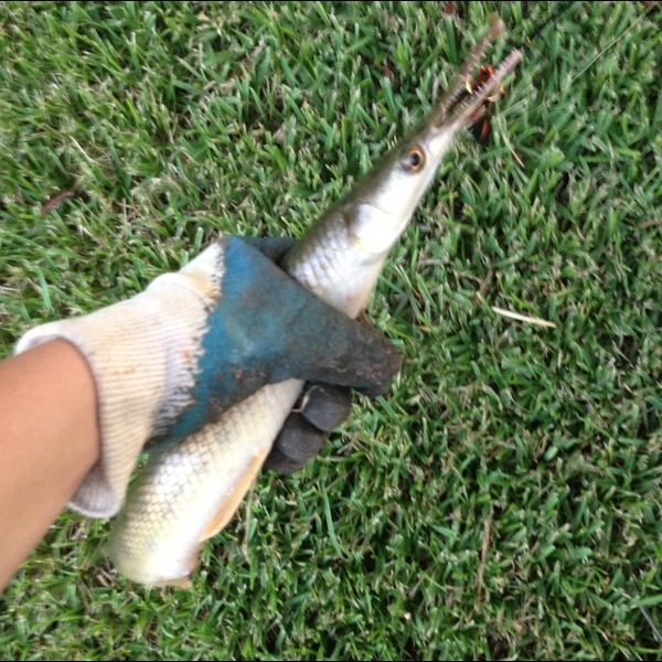 A photo of Andrew McDonald's catch