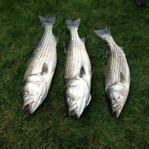 A photo of Derek Furtado's catch