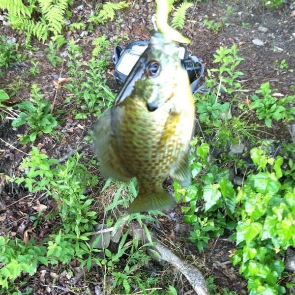 A photo of Jeremy Jarrow 's catch