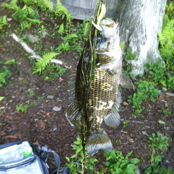 A photo of Jeremy Jarrow 's catch