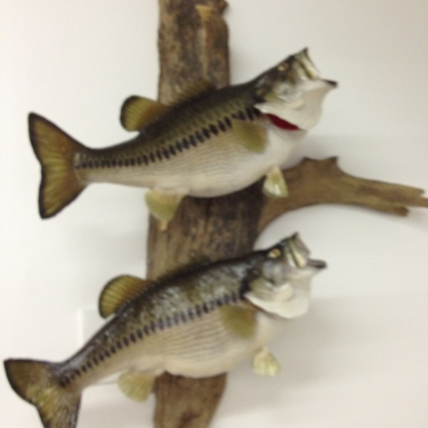 A photo of Stevie summers's catch