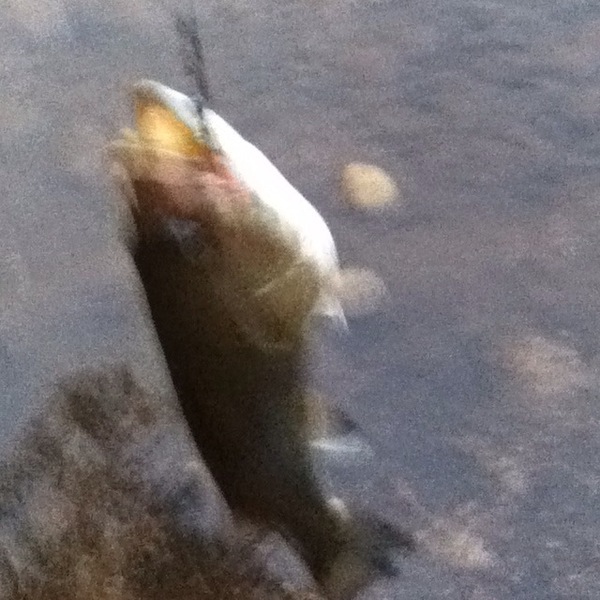 A photo of greg schranze's catch
