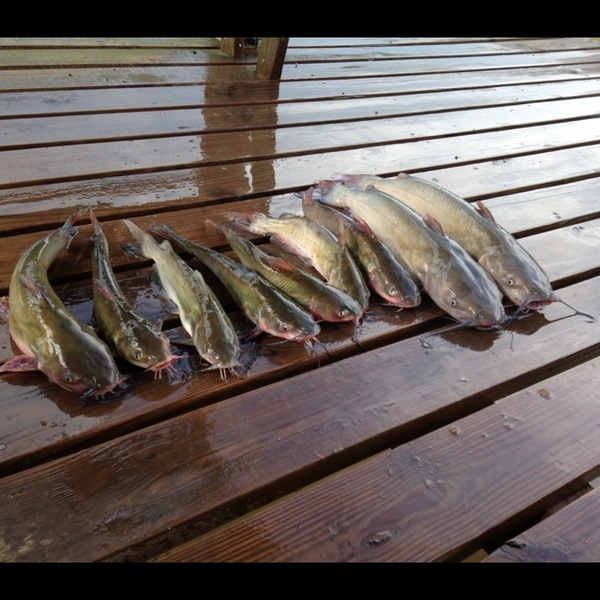 A photo of davidbeyrau's catch