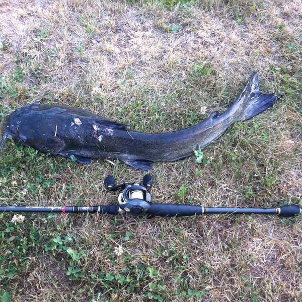 A photo of atxfish19's catch