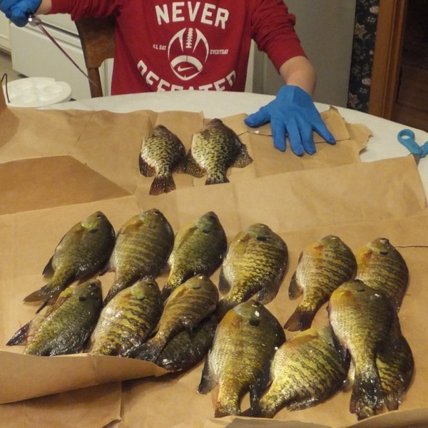 A photo of rapala101's catch