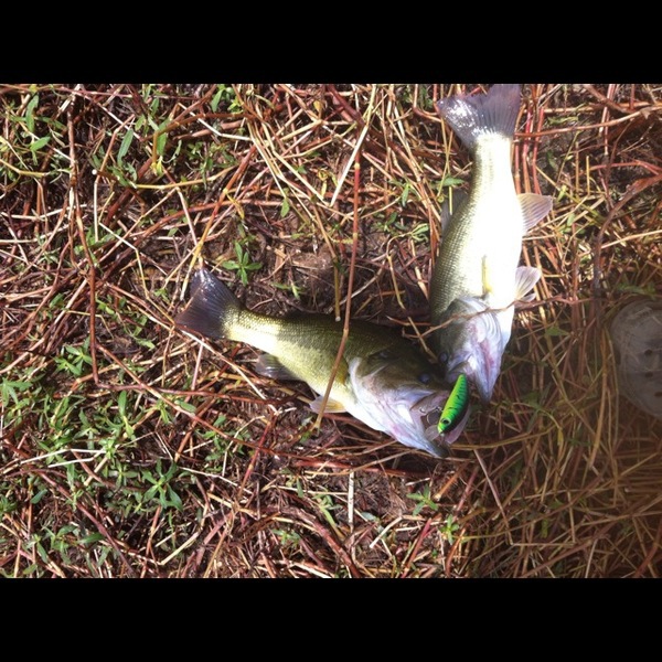 A photo of claytonpoliti222's catch