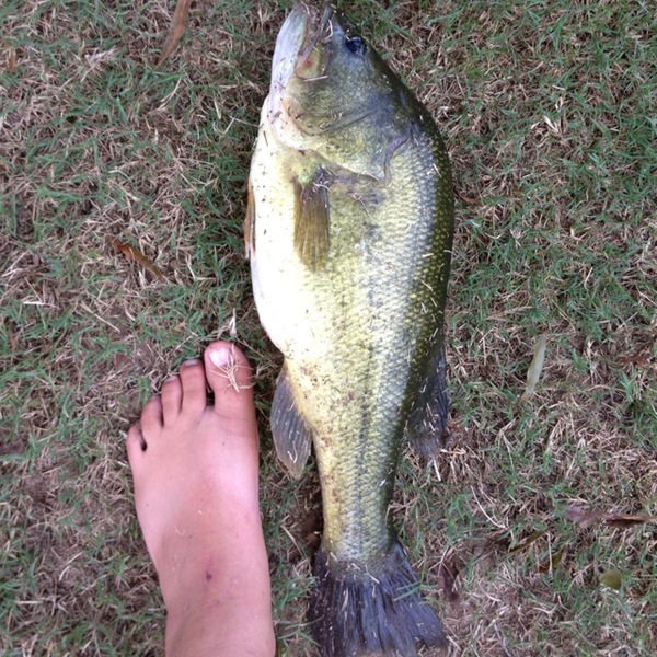 A photo of stantonlangley's catch