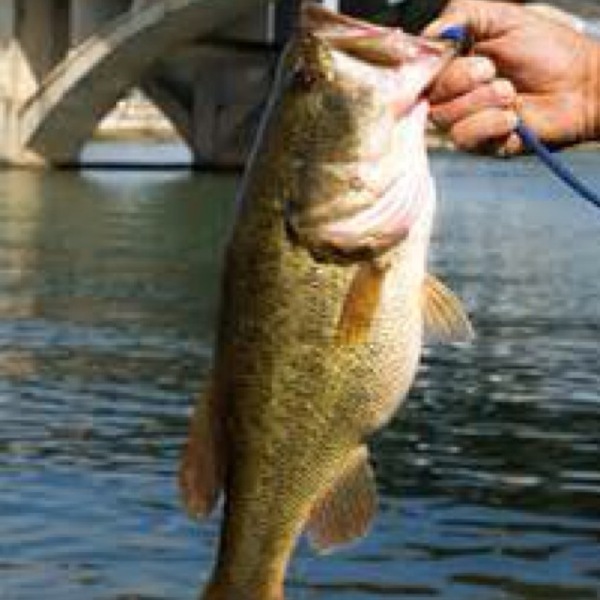 A photo of venutolo_2's catch