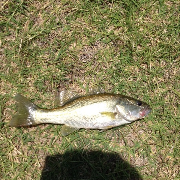 A photo of Blake Nettleton's catch