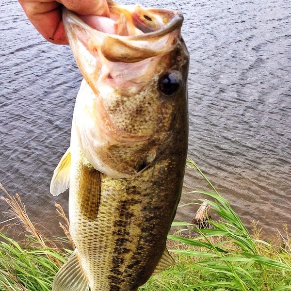 A photo of fishmanfive's catch