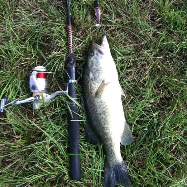 A photo of cmac41896's catch