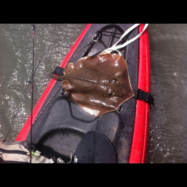 A photo of fishinfreak's catch