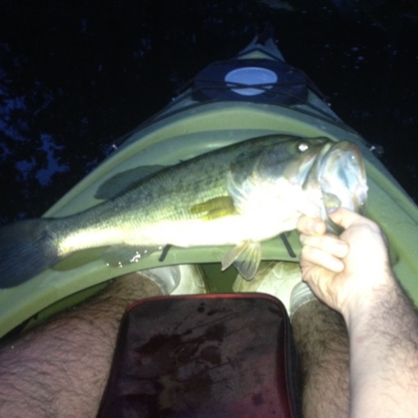Caught a Largemouth Bass on using a weedless frog
