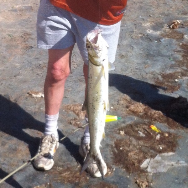 A photo of mdc2332's catch
