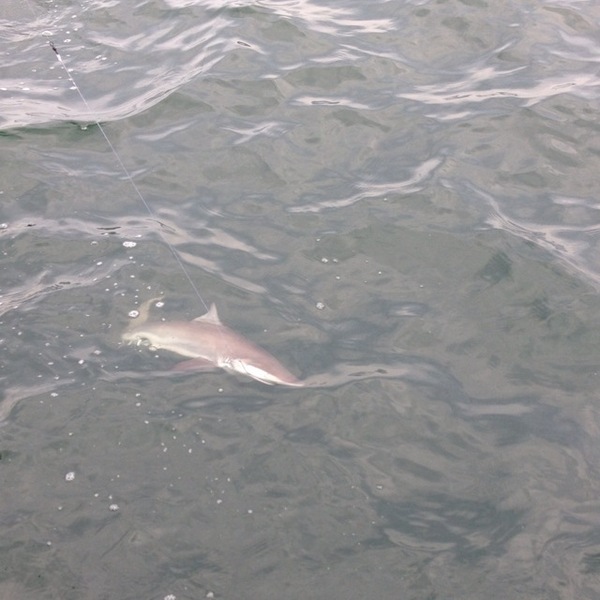 A photo of Tanner_G's catch