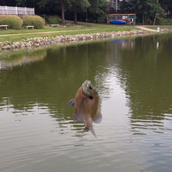A photo of Tanner_G's catch