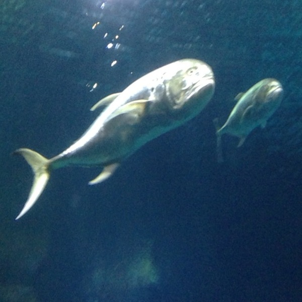 A photo of SharkBoy89's catch