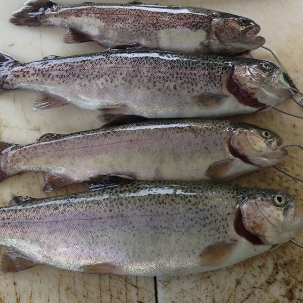 A photo of zbrody70's catch