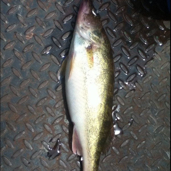 A photo of flat101's catch