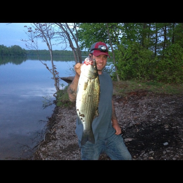 Caught a Hybrid Striped Bass on Lake Nockamixon using a alewife