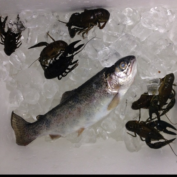 A photo of cwhitton's catch