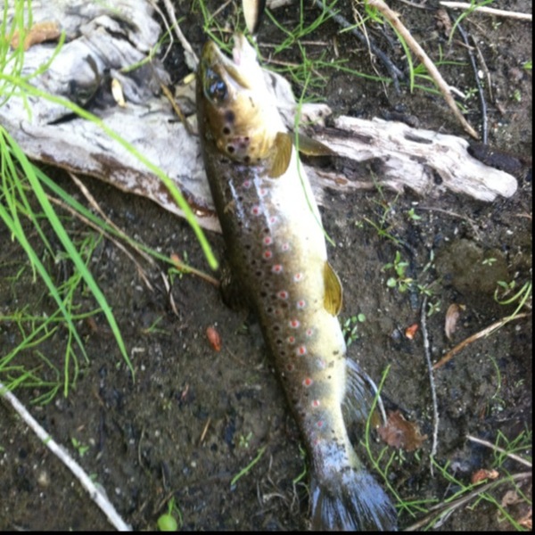 A photo of assassasin's catch