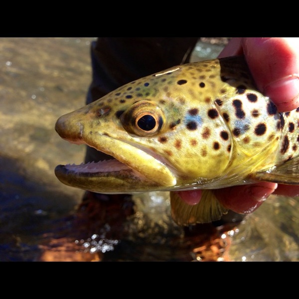 A photo of sdavis85's catch