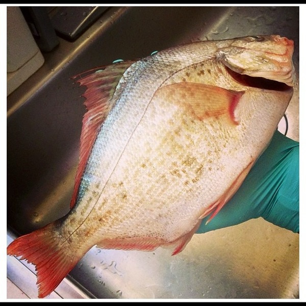 A photo of axanthicsurf's catch