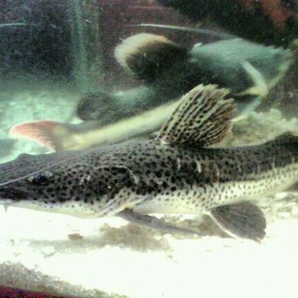 A photo of TonyB's catch