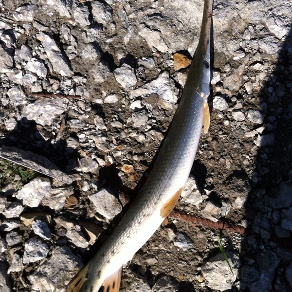 A photo of jlooper's catch