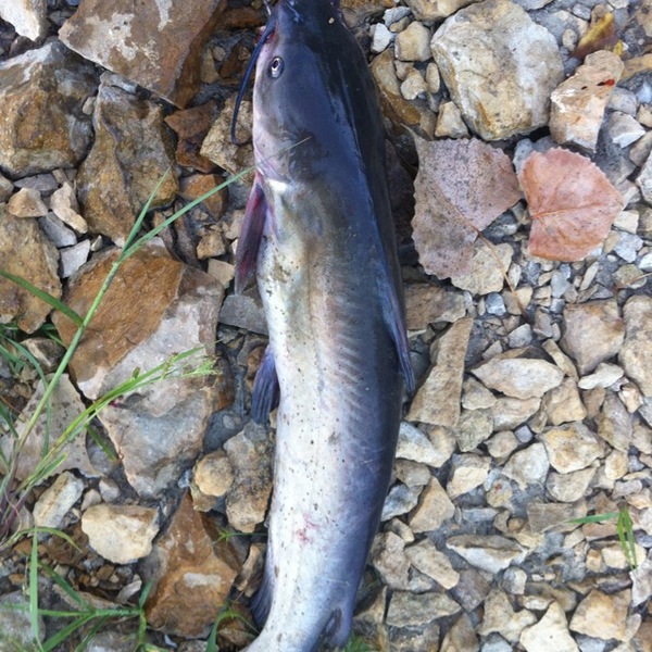 A photo of jlooper's catch