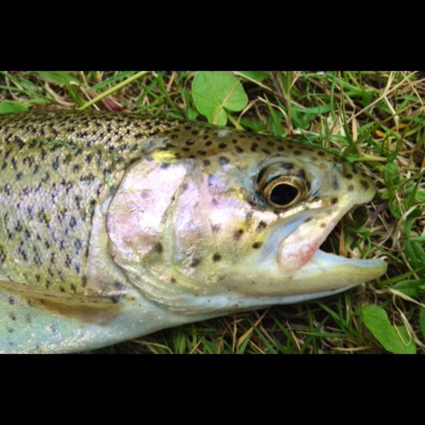 A photo of sdavis85's catch