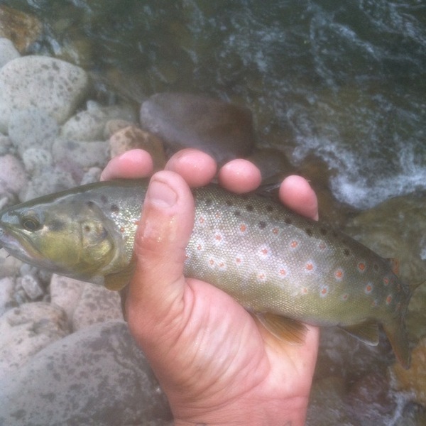 A photo of aldob's catch