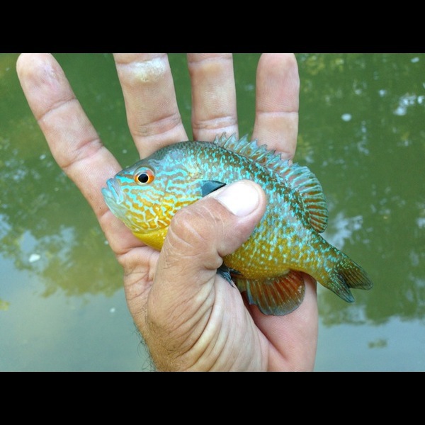 A photo of Andrew Andrew's catch