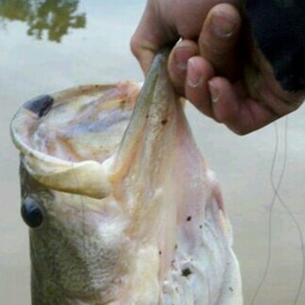 A photo of HoRn_LuNKeR_huNteR's catch
