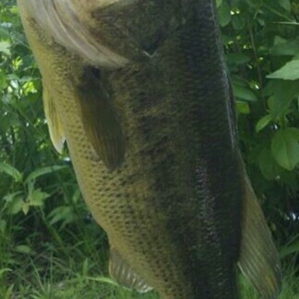 A photo of HoRn_LuNKeR_huNteR's catch