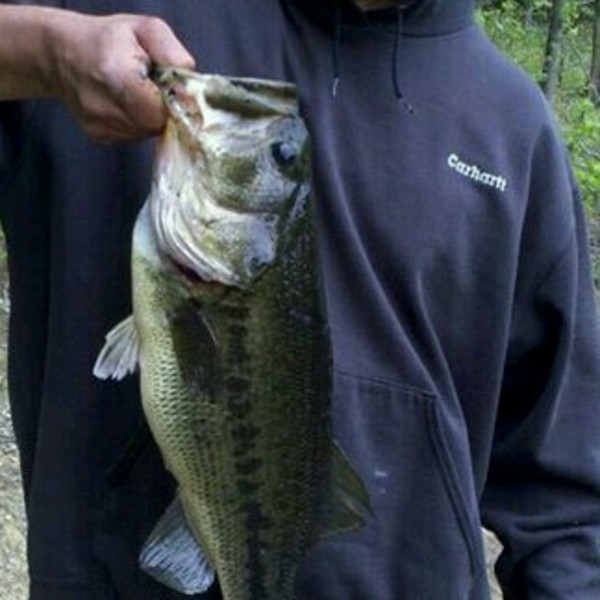 A photo of HoRn_LuNKeR_huNteR's catch