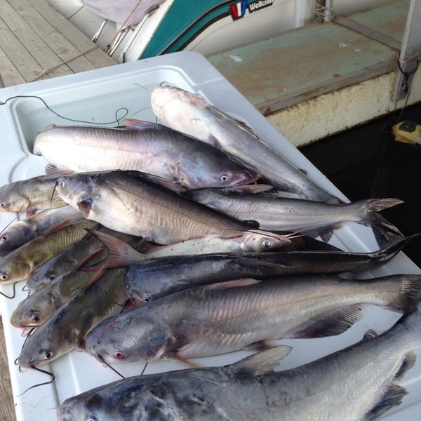 A photo of Eddie Eddie's catch