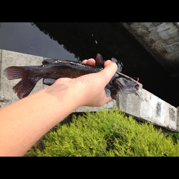 A photo of Nate ferland's catch