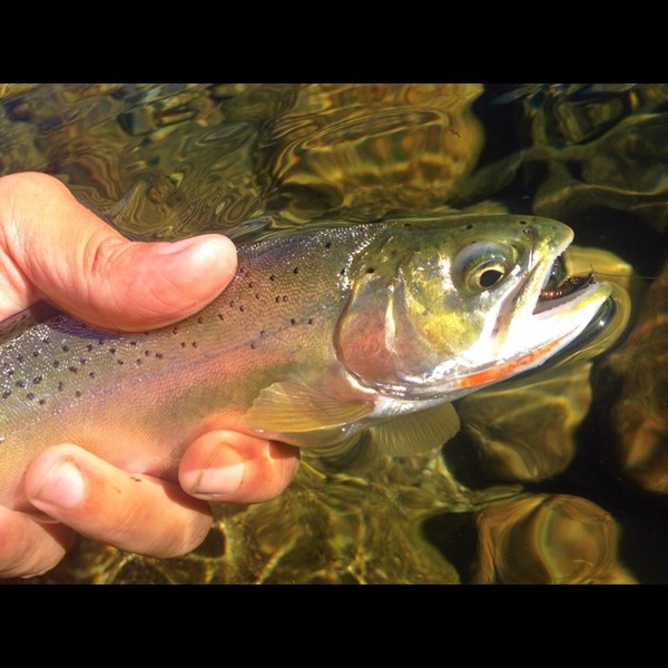 A photo of baitfish's catch