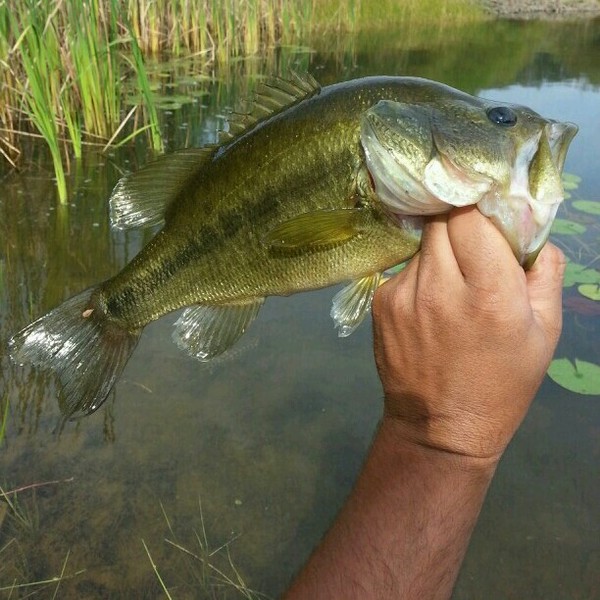 A photo of HoRn_LuNKeR_huNteR's catch