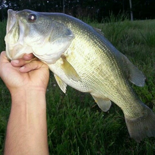 A photo of HoRn_LuNKeR_huNteR's catch